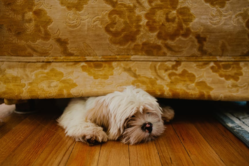 dog hiding under sofa